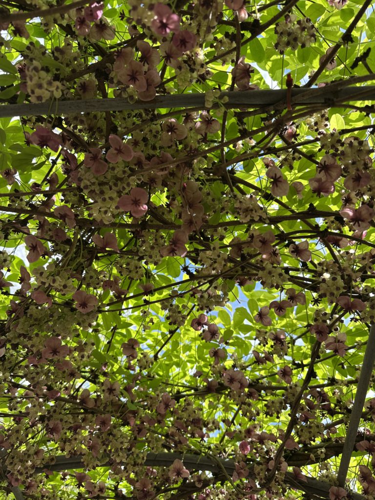 お庭は花ざかり